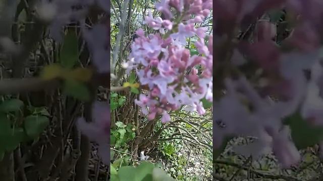 Budding lilacs