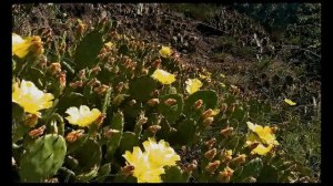 Карадаг.Крым. Кактус Опунция. Blooming prickly pear about mount Karadag.Krimea