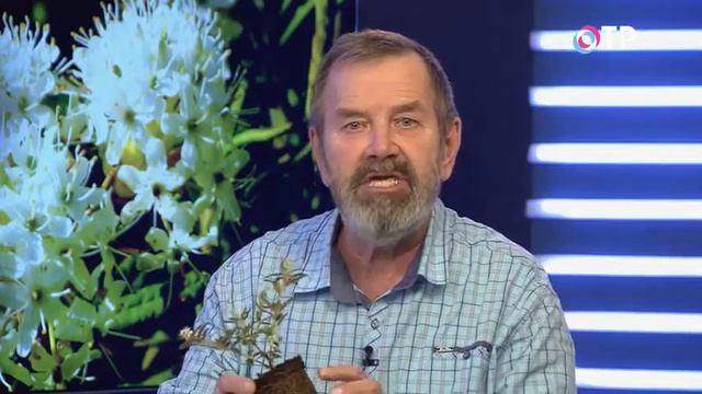 Багульник гренландский смотреть онлайн