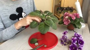 Агротехника фиалок