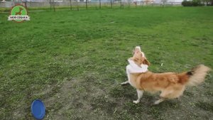 Моя Собака любит фризби. Обучение дог фризби, фристайл.