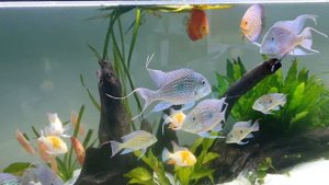 geophagus sveni 2 year