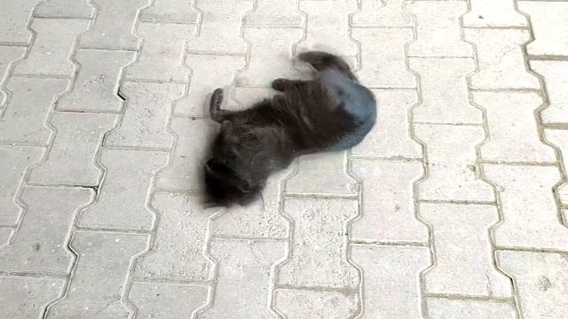 Черный кот, кот Черныш, супер кот, начал баловаться! смотреть онлайн