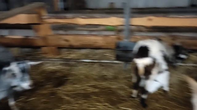 Корова отелилась, козы окотились смотреть онлайн