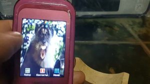 Обзор телефона SAMSUNG GT-C3300K