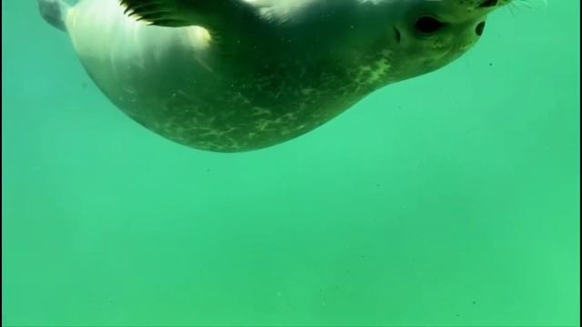 Тюлени-малыши и их дирижёр!?? Baby seals ? смотреть онлайн