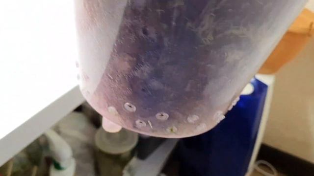 Орхидея"Каменная Роза"? после ПЕРЕСАДКИ "пустилась в пляс" смотреть онлайн