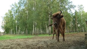 Окский Заповедник