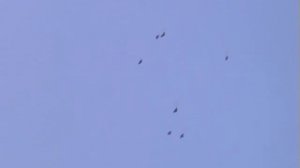 Мариуполь.Николаевские голуби.Прокопчук Г.И. -2