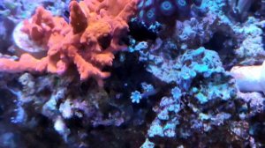 Распил, размножение Эуфилии. Морской аквариум Андрея