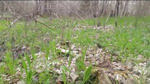 ❓ Где растут Сморчки, когда искать и как найти гриб Сморчок?