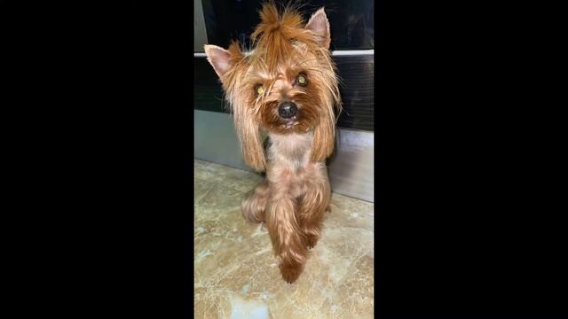 Рубрика «Все про йоркширского терьера» Что ест? Куда ходит в туалет? смотреть онлайн