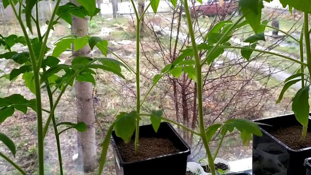 Моя рассада томатов заболела. смотреть онлайн