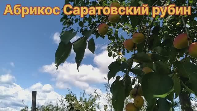 Абрикос Саратовский рубин. 23. 07. 2023