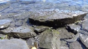 Остров Русский, бухта Ахлёстышева, август 2022 г.