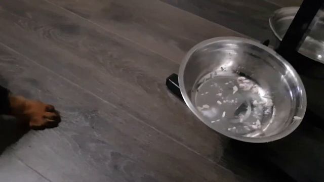 Щенок ротвейлера. Ужин сырой говядиной. смотреть онлайн