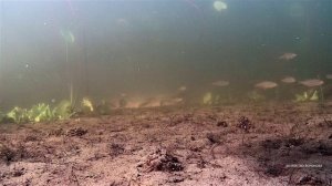 Плотва на глубине 1 метр. Подводные съёмки в прозрачной воде