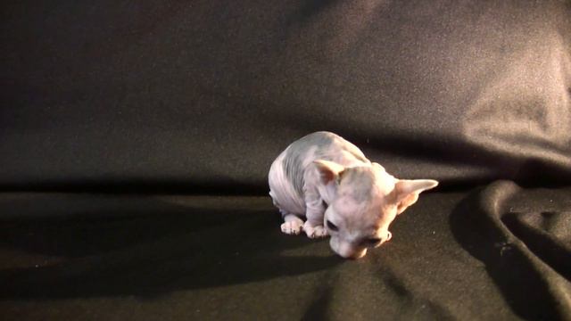 One month age sphynx HD смотреть онлайн
