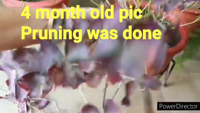 Oxalis Triangularis/Purple Shamrock  Care//Propagation by bulbs//Potting Soil details//Dormancy car смотреть онлайн