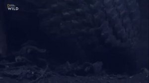 Nat Geo Wild.Дикая природа Тайваня. Остров джунглей.