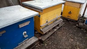 Пчелы вылетают и выкучиваются, не путайте с роением. 15 мая 22. Самара.