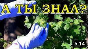 Галловая тля на СМОРОДИНЕ: чем опасна и что делать?