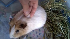 Морская свинка чирикает,как птичка.