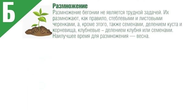 Бегония ? Посадка и Уход ? Алфавит садовода смотреть онлайн
