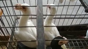 Голуби КАРЬЕРЫ. | Породы декоративных голубей