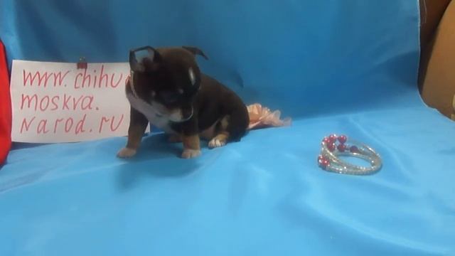 Чихуахуа шоколадный. www.chihuahua-moscow.ru