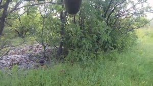 ✔️ С мелкашкой на фазана. Охота с 22LR. Охота 2021