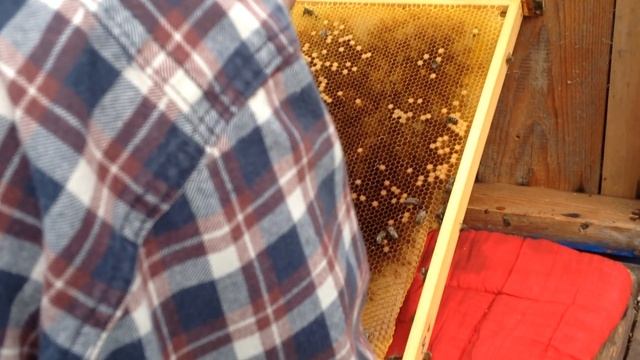 Маткарство - 3 ( прививка личинок ) смотреть онлайн