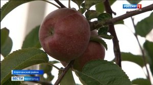 В Корочанском плодопитомнике приступили к сбору яблок поздних сортов