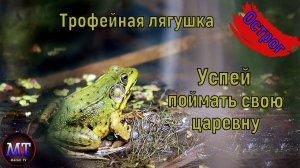 Острог . Трофейная лягушка . Русская рыбалка 4 . Russian Fish 4 . 俄罗斯钓鱼 4 农场 . РР4 . Фарм РР4