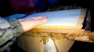 Матрица для вощины своими руками. Как вам такой метод?
