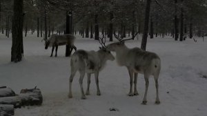 Зимния рыбалка , Ловим Сырка
