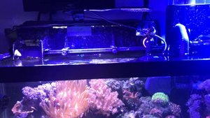 Морской аквариум с водой из под крана 6 месяцев. Принцип. Навесной рефьюджиум.