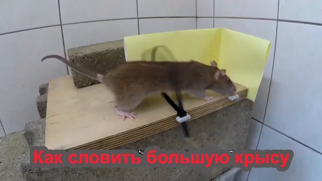 ? Как словить большую крысу смотреть онлайн