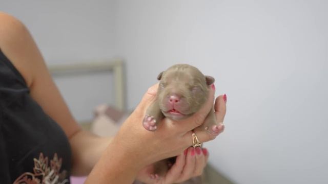 Думали, что собака не беременна, а она родила ночью! смотреть онлайн