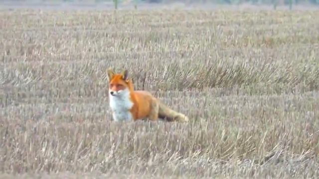 охота на лису с манком