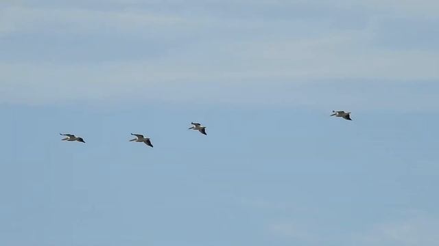 Пелікан рожевий • Розовый пеликан • Great white pelican • Pelecanus onocrotalus смотреть онлайн