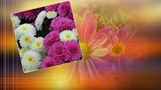 Витает запах поздних хризантем... смотреть онлайн