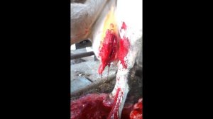 Последствия мастита. Некроз вымени.+18