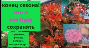 Конец сезона. Как сохранить красоту? Где передерживаю растения. Готовлюсь к сезону 2024.
