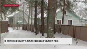 В деревне Систо-Палкино вырубают лес