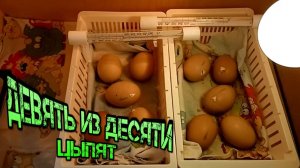 Инкубация куриных яиц 9 из 10 от А до Я