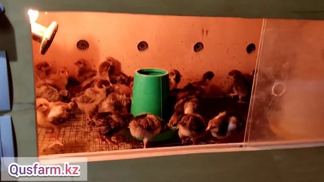 Кучинская цыплята 10 дневные Кучинская юбилейная Кучин балапандары