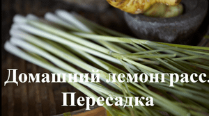 Лемонграсс выращиваем дома. Пересадка лемонграсса