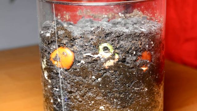 Наблюдение за ростом и развитием фасоли смотреть онлайн