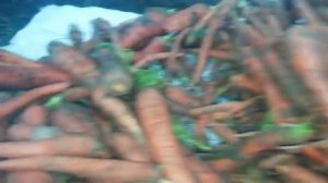 Хранения моркови и свеклы на зиму!!!